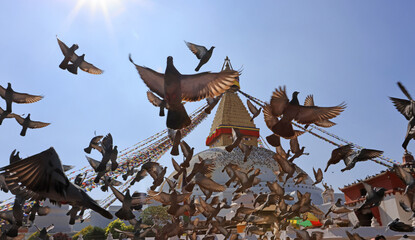 exterior of Boudhanath Stupa with the flock of pigeons. it is one of famous landmark in kathmandu