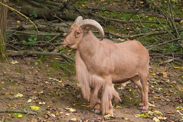 Close up photo of The Barbary sheep (Ammotragus lervia). Safari Park Dvur Kralove, Czech Republic. 