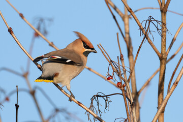 Beautiful nature scene with Bohemian waxwing (Bombycilla garrulus). Wildlife shot of Bohemian waxwing (Bombycilla garrulus) on the branch. Bohemian waxwing (Bombycilla garrulus) in the nature habitat.