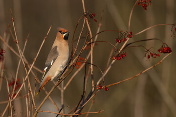 Obraz premium Beautiful nature scene with Bohemian waxwing (Bombycilla garrulus). Wildlife shot of Bohemian waxwing (Bombycilla garrulus) on the branch. Bohemian waxwing (Bombycilla garrulus) in the nature habitat.