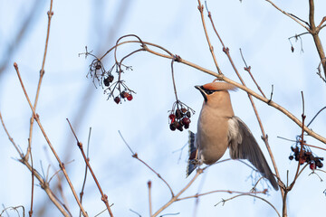 Beautiful nature scene with Bohemian waxwing (Bombycilla garrulus). Wildlife shot of Bohemian waxwing (Bombycilla garrulus) on the branch. Bohemian waxwing (Bombycilla garrulus) in the nature habitat.