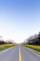 Fototapeta premium 길