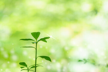 新緑のグリーンのキラキラグラデーション背景