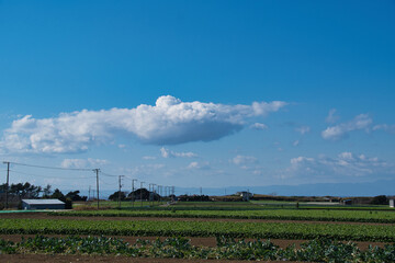 Fototapeta na wymiar 神奈川県三浦の田舎の風景