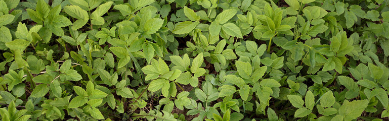 background texture, green weed, first shoots of the year. Green weed in the garden