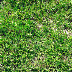 background texture, green weed, first shoots of the year