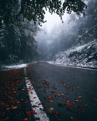 Beautiful tree scenery