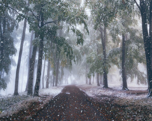 Beautiful tree scenery