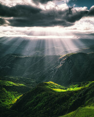 Beautiful tree scenery