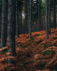 Beautiful tree scenery