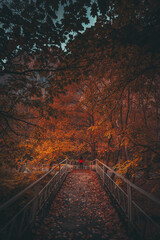 Beautiful tree scenery