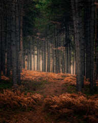 Beautiful tree scenery