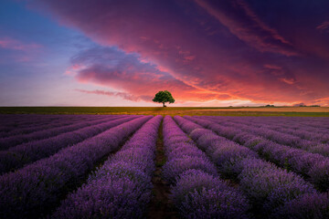 Beautiful tree scenery