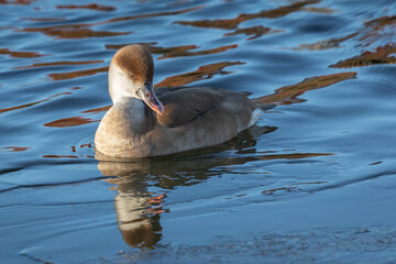 A close up of a red crested pochard, Netta rufina, as it swims on the water with its reflection on the surface - 708358413