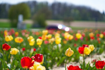 Tulips field on the roadside. Colorful Easter flowers in the spring to pick yourself.