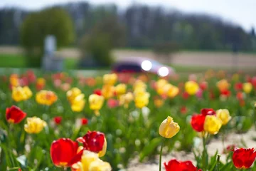 Fotobehang Tulips field on the roadside. Colorful Easter flowers in the spring to pick yourself. © Jan