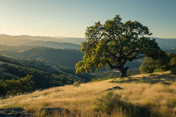 Northern California Landscape