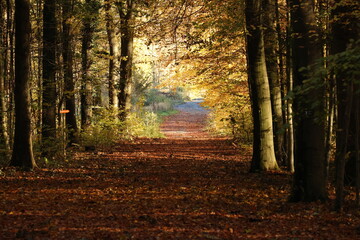 Autumn path in the forest with trees in the background.