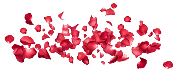 Rose petals scattering in the air, cut out