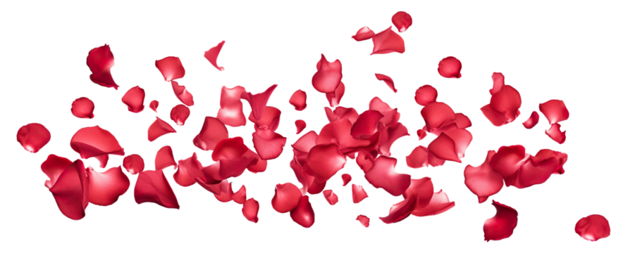 Rose petals scattering in the air, cut out