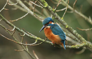 A young female Kingfisher, Alcedo atthis, perching on a branch that is growing over a river. It has been diving into the water catching fish to eat.	