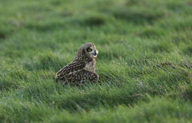 A magnificent hunting Short-eared Owl, Asio flammeus, perching on the ground in the grass.	
