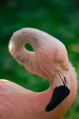 A close-up photograph featuring the head of a beautiful pink flamingo with a softly blurred background. © Mariia