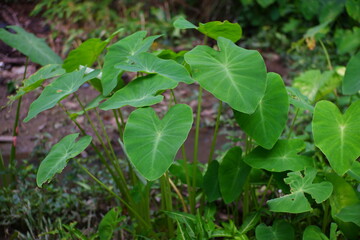 Taro plants on the edge of the river. Araceae or Genus Caladium.