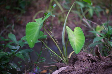 Taro plants on the edge of the river.