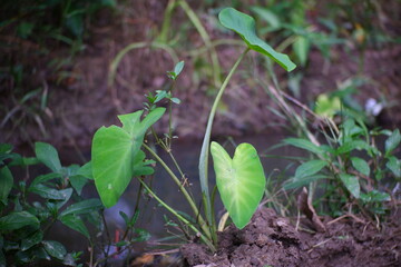 Taro plants on the edge of the river.