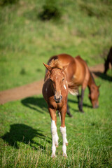 Fototapeta premium 말