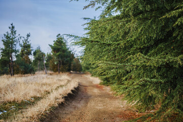 Fototapeta na wymiar A road in a coniferous forest, a walk in nature on a day off, hiking in the mountains, an idea for advertising sports shoes or a mockup for a product