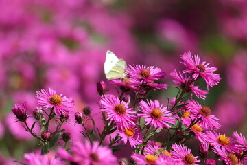 A cabbage butterfly, Pieris rapae, visits a purple Arlington flower in Sauerland