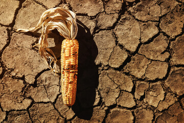 Food Security, World Food Crisis Concept. Environmental Impact. Global Issues in Agricultural Food...