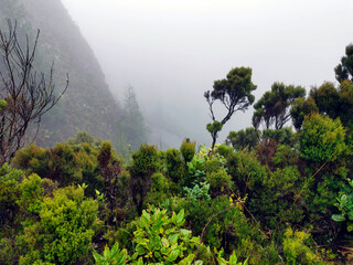 Obraz na płótnie Canvas Wild nature on the Azores island of Sao Miguel (Portugal)