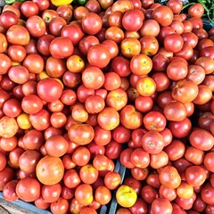 red and yellow tomatoes