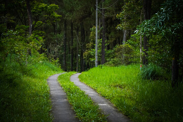 Obraz premium Small roads in the middle of dense natural pine forest trees on the mountain hills. Beautiful spruce forest. Connecting roads between villages or small towns surrounded by forests