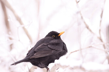 A blackbird sits on branches covered with snow and looks back.