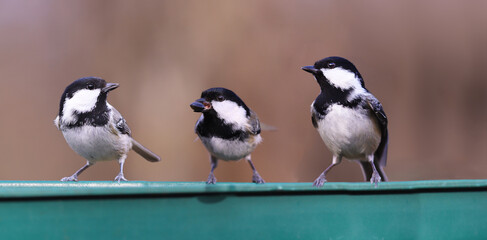 Three Cool tits on one feeder. One with prey, holding a seed in his beak. Others look around,...