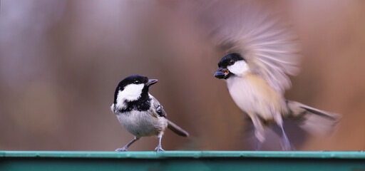 Two Cool tits on a feeder On a blurred background. One bird takes off, the other looks at it.