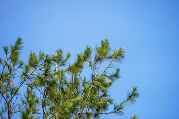 Obraz premium Low angle photo of tall high pine trees in pine forest with shade and morning sunlight, Blue sky backgrounds. Empty blank copy text space. Concept for world tree day - National Tree day.