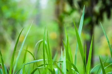 Foto op Canvas Grassland with gentle sunlight in the morning. Long green leaves from the grass or grass leaf for backgrounds. Natural live texture for wallpaper, cover and websites. © Rizky