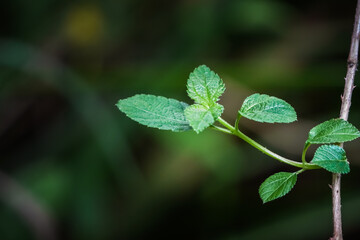 Close up photo of fresh green leaves from trees in the forest with bokeh backgrounds. Shady atmosphere of trees.