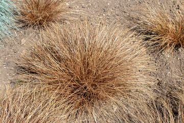 Carex comans or New Zealand hair sedge bronze form plants