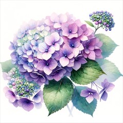 The image is an illustration of hydrangea, watercolor style.