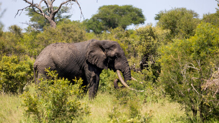 Fototapeta premium a Massive African elephant bull - Tusker