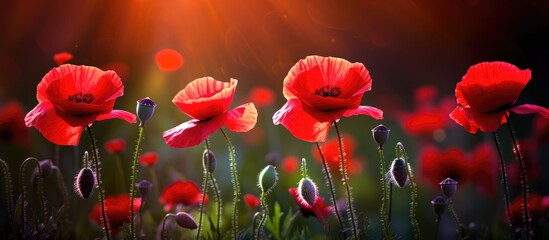Red dominates.The flower lacks fragrance.Sunlight brightens the poppy.Light reflects on the petal.Magic of the flower.Bees on vibrant poppies.