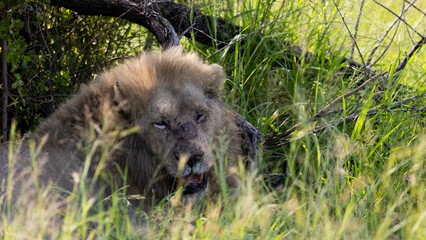 A white male lion in the wild