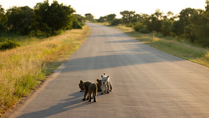 A small white lion cub in the wild