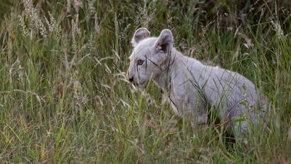 A white lion cub in the wild 